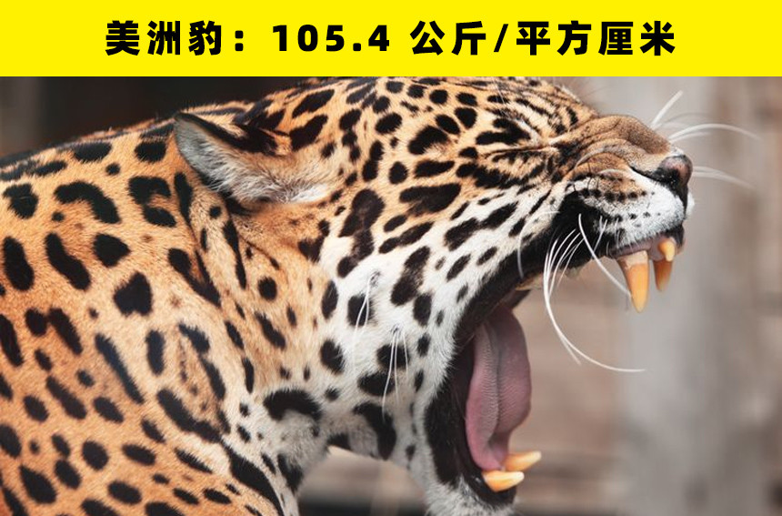 动物咬合力哪家强?盘点世界上咬合力最强的16种动物