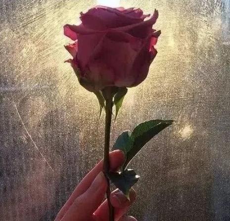 塔罗情感占卜:4朵玫瑰花,你最心仪哪一朵?测你另一半"