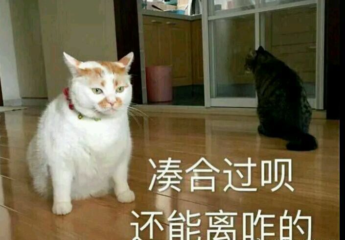 可爱猫咪表情包,理不直气也壮