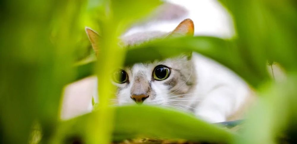 养猫家庭千千万，不同的心态和目的，决定了猫咪是活在天堂还是地狱