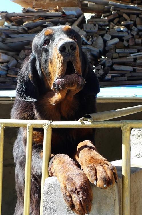 访藏獒专家獒是犬类唯一未被改变的活化石优秀藏獒万金难求