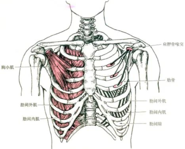 肌肉解剖,起止点及功能讲解高清图,收藏随时查看!