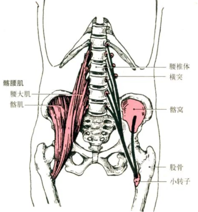 肌肉解剖,起止点及功能讲解高清图,收藏随时查看!