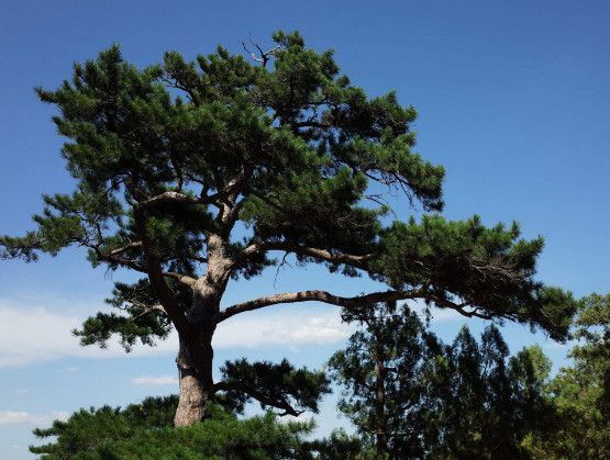 心理测试:3颗松树,哪颗生命力最强,测你今年哪方面运势最强