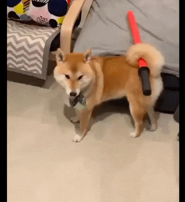柴犬将尾巴里的玩具拔出来，怎么有种武士的感觉，太帅气了吧！