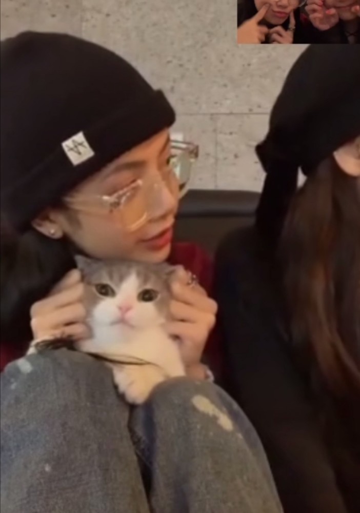 猫奴lisa和她的猫猫们