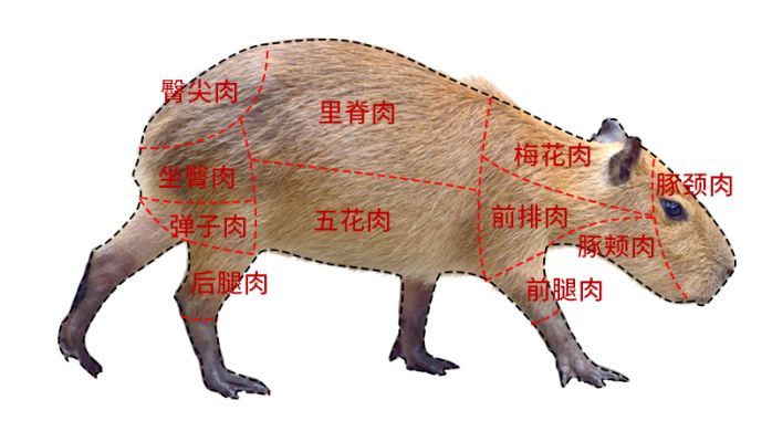 送上生理解剖图