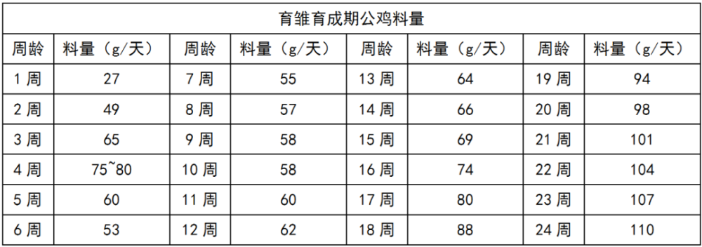 不同阶段的白羽肉鸡父母代种公鸡的饲养管理要点