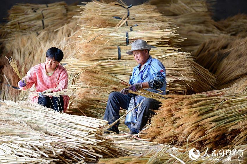 内蒙古巴林左旗:笤帚苗之乡风景独秀