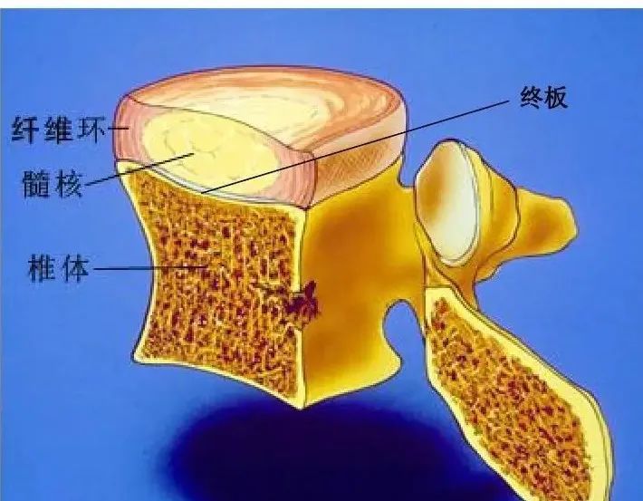 腰椎间盘由髓核,纤维环和软骨终板三部分组成.