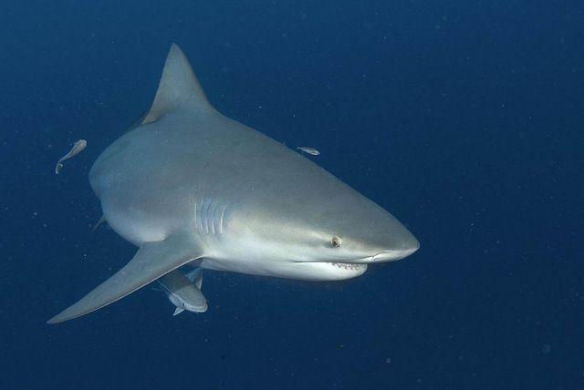 2,大白鲨:大白鲨是世界上最大的鲨鱼,体重一般在3.