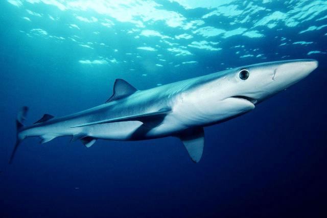 地球上10大最厉害的鲨鱼,虎鲨和大白鲨领衔,你都认识吗?