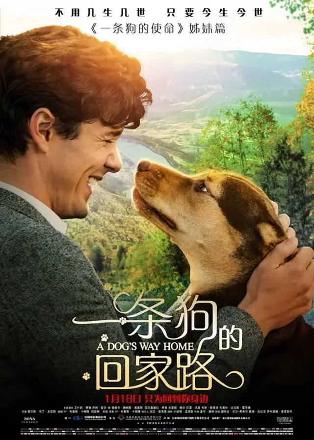 义乌“雪饼”上演“一条狗的回家路”