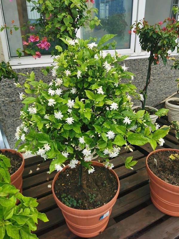 茉莉花最香的品种,花开一朵,满屋子飘香,开花勤快,养护简单!