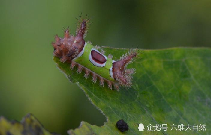 美洲有一种分辨度很高毛毛虫,像穿着绿色衣服,浑身却布满毒毛刺