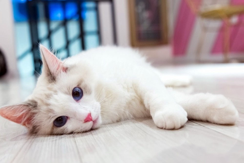 高颜值的流浪猫，即便灰头土脸，重病缠身，也难掩它的美貌！