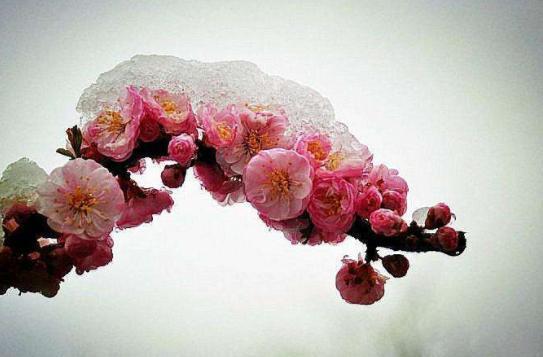 灵签占卜:三个雪中花,哪一种最有灵气?测谁对你雪中送