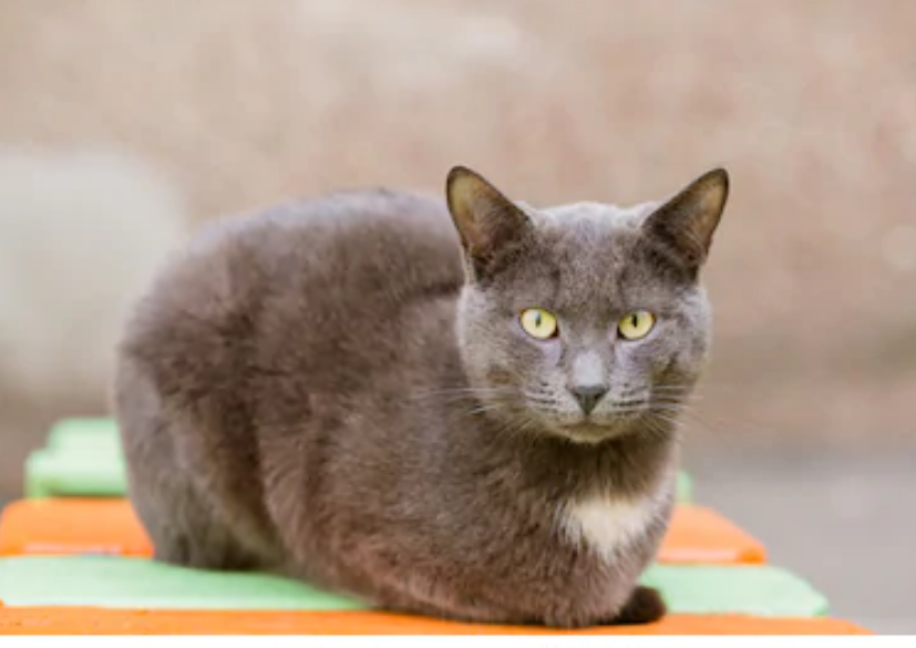 猫咪也会犯傻？唯有主人常看到它做这5件“傻事”，你会阻止吗？
