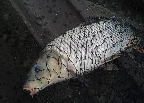【钓鱼技巧】野钓鲤鱼的钓位选择与钓点选择技巧