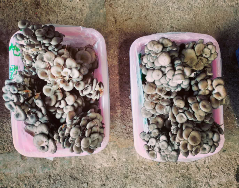 云南人,来木水花野生菌市场,买菌儿了撒!