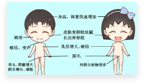 男孩青春期性发育先后顺序为睾丸增大,阴茎增长增粗,出现阴毛,腋毛