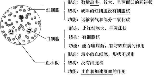 呼吸运动    血细胞的结构和功能