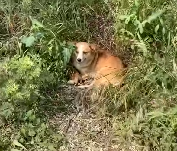 狗狗生产后被主人抛弃，为保护小狗，不敢走远找食物，母爱太伟大