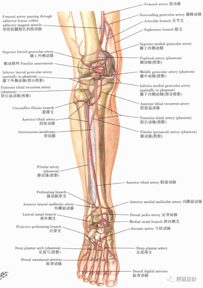 奈特解剖:超清晰的下肢解剖图,收藏!