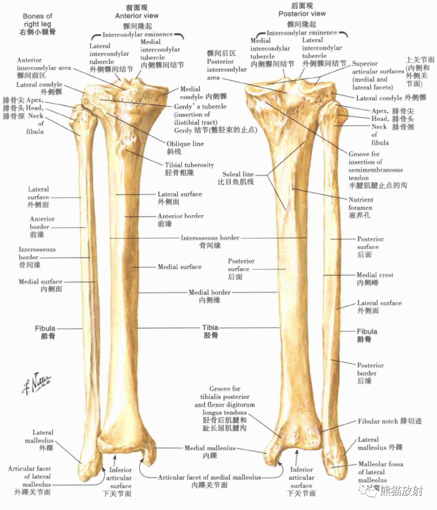 小腿:横断面和股筋膜鞘