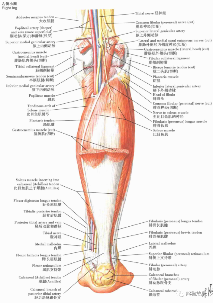 小腿肌(中层解剖:后面观小腿肌(浅层解剖:后面观小腿肌的附着区胫骨