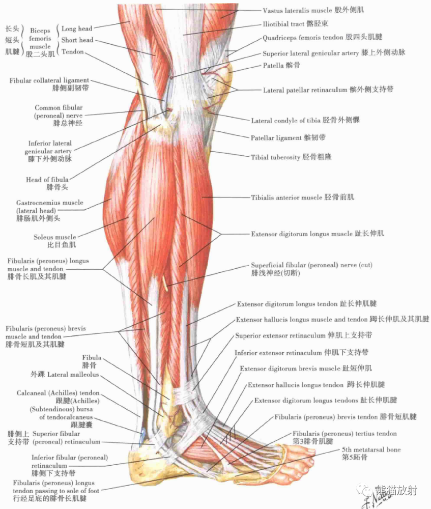 小腿肌:外侧面观小腿肌(中层解剖:后面观小腿肌(浅层解剖:后面观