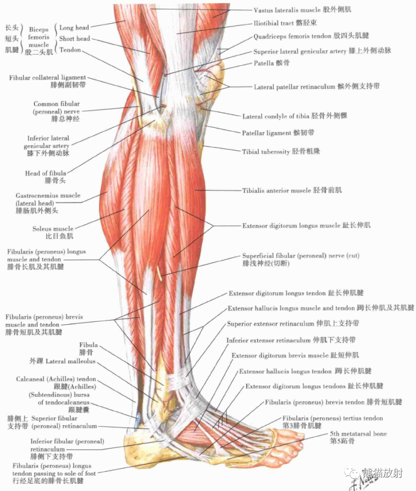 小腿:横断面和股筋膜鞘 注:内容节选自图书《 奈特人体解剖学彩色图谱