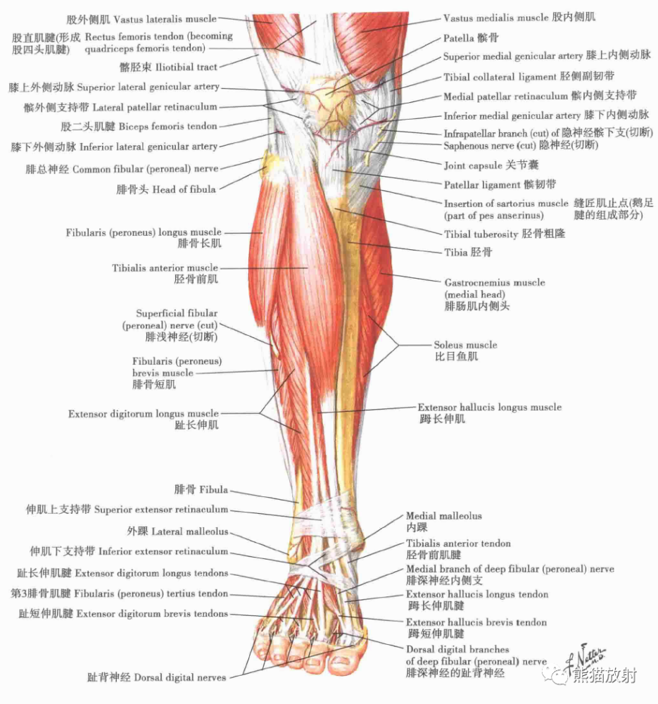 小腿:横断面和股筋膜鞘 注:内容节选自图书《 奈特人体解剖学彩色图谱