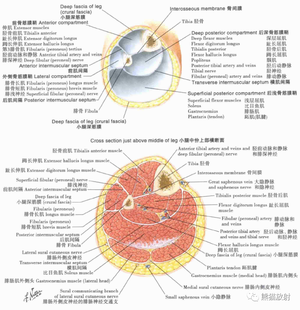 小腿:横断面和股筋膜鞘小腿肌(浅层解剖:前面观小腿肌:外侧面观小腿