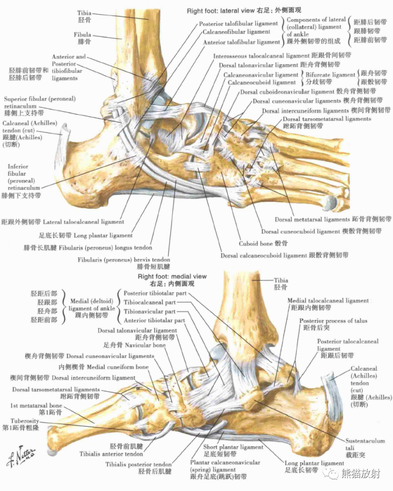 奈特解剖:超清晰的下肢解剖图,收藏!