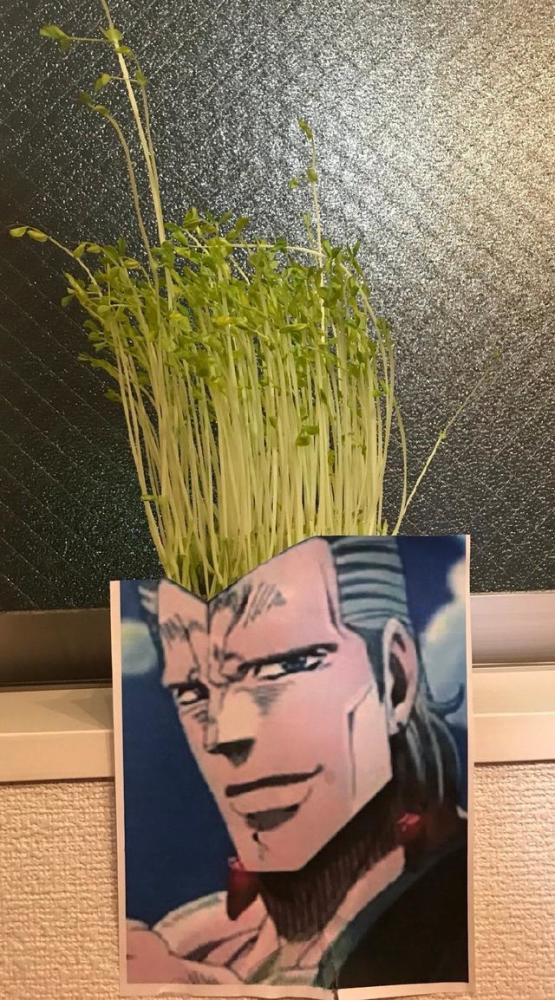 jojo:波鲁那雷夫教你如何在生发的同时还自带一片绿