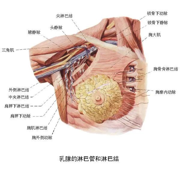 乳腺增生和乳腺癌区别在哪里?真相很多人都不知道!