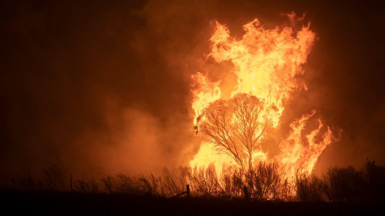 世界自然基金会称:澳大利亚森林大火,近30亿动物死亡或流离失所
