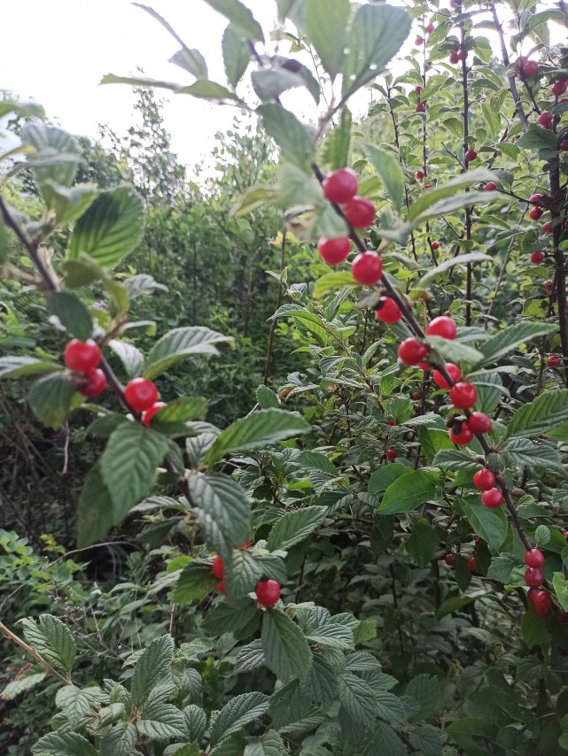 山中的毛樱桃树这是生长在山野之中的毛樱桃.