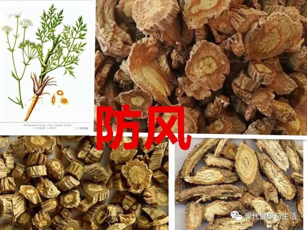 中医中药，防风的功效及应用