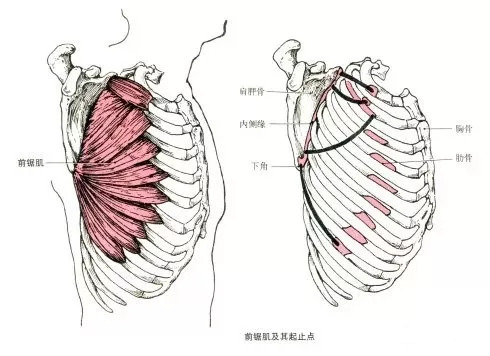 你不可忽略！正面三大视觉肌肉――前锯肌，美与功能性的隐形主角