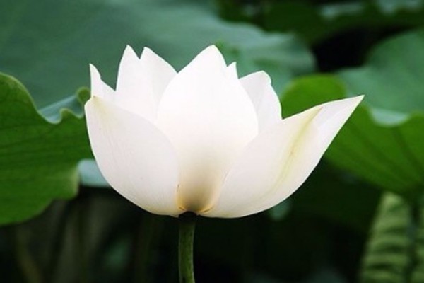 4朵白莲花,你最中意哪一朵?测你这辈子还能不能出人头