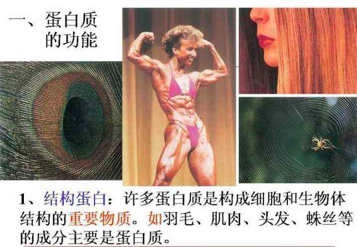 高中生物课本"肌肉女"插图被删,专家解释:给孩子带来不良影响!