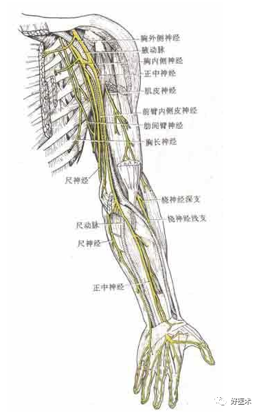 脊柱神经支配及走形