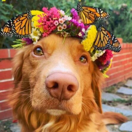 温柔狗狗与花园所有蝴蝶成为朋友