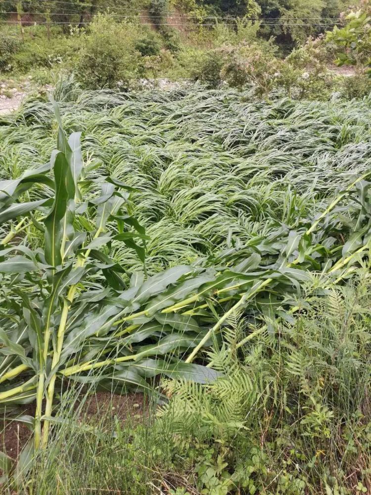 昨日暴雨,镇巴这个镇农作物受灾严重