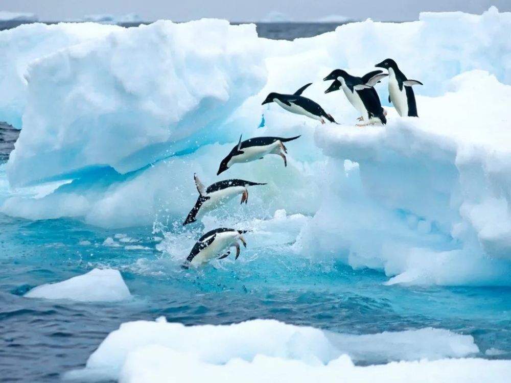 两年融化了大约两个法国面积的冰川,为什么南极企鹅生活更滋润了