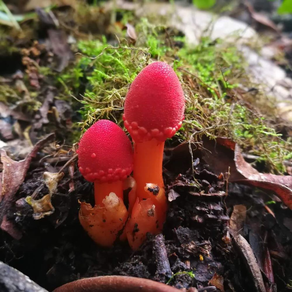 杨向红:千奇百怪玉龙雪山野生菌,您认识几种?