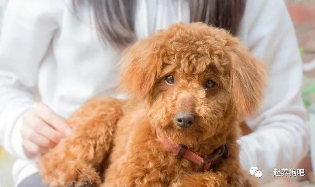 不要再误会泰迪狗狗了，养泰迪其实有这6大好处，你知道吗？