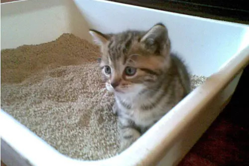 关于猫咪的腹泻与便秘
